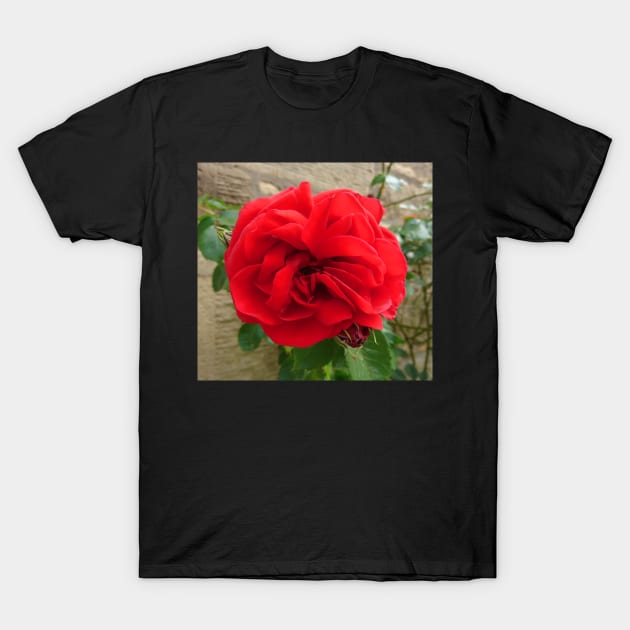 Red rose close up T-Shirt by bettyretro